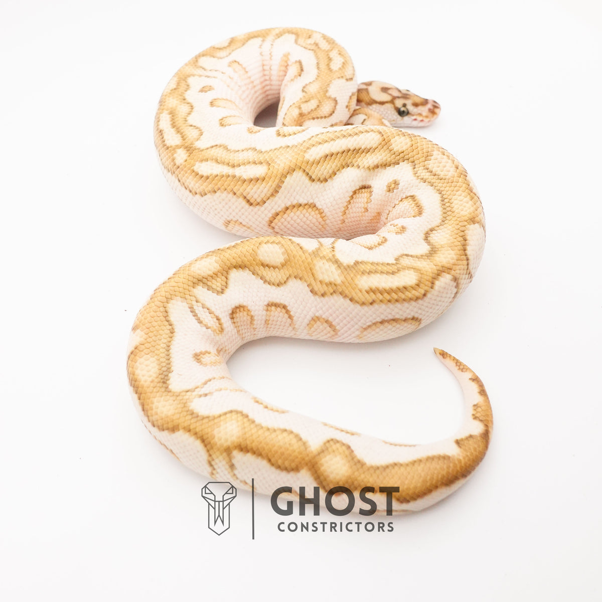 Lesser Spotnose YB Clown — Female, 2024 hatch, captive-bred by Ghost Constrictors