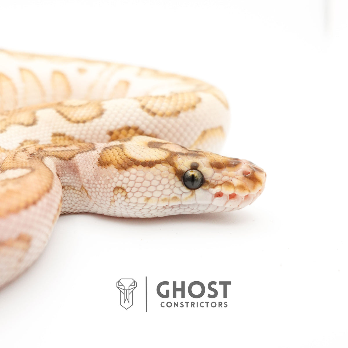 Lesser Spotnose YB Clown — Female, 2024 hatch, captive-bred by Ghost Constrictors