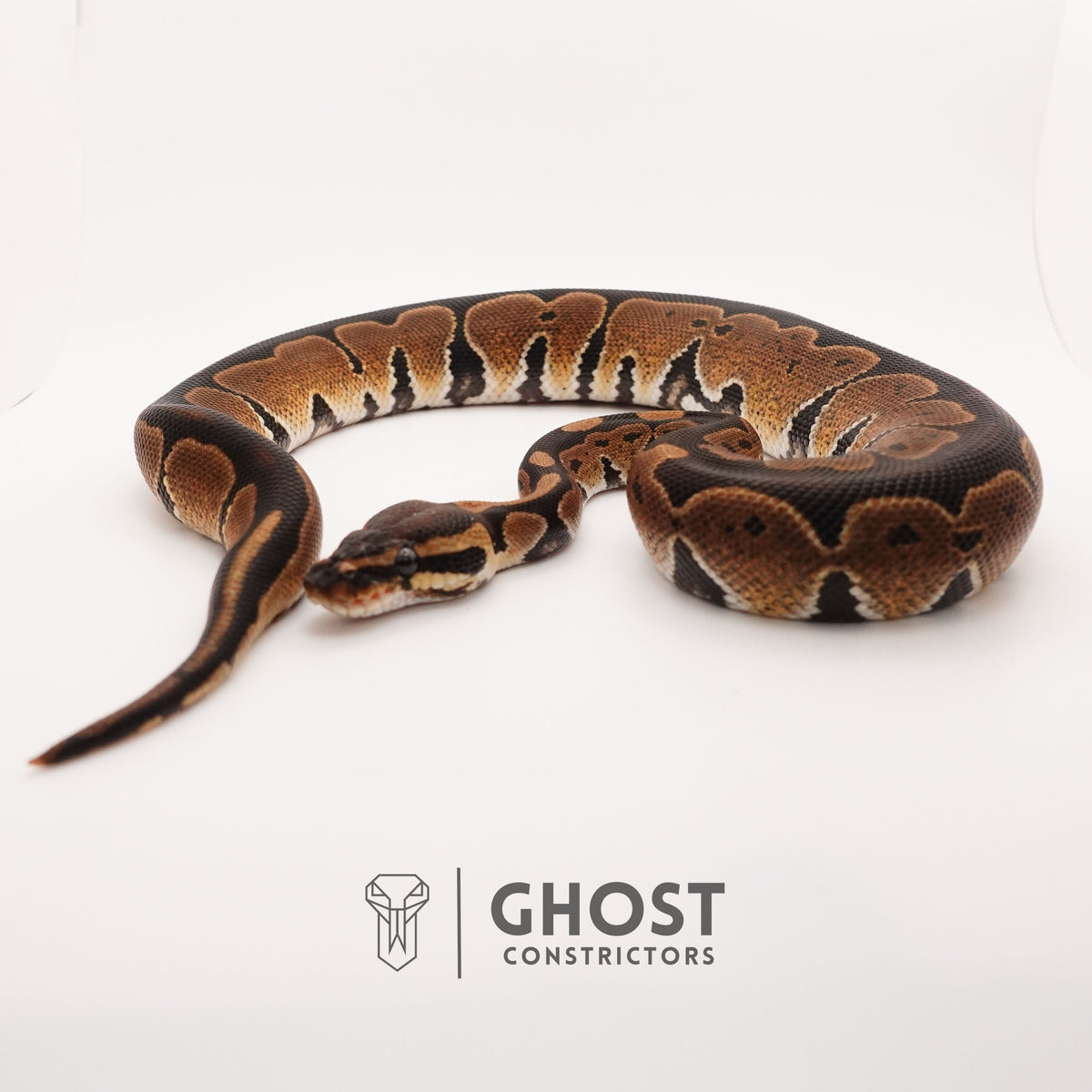 Blackhead Disco Het Ultramel — Female, 2024 hatch, captive-bred by Ghost Constrictors