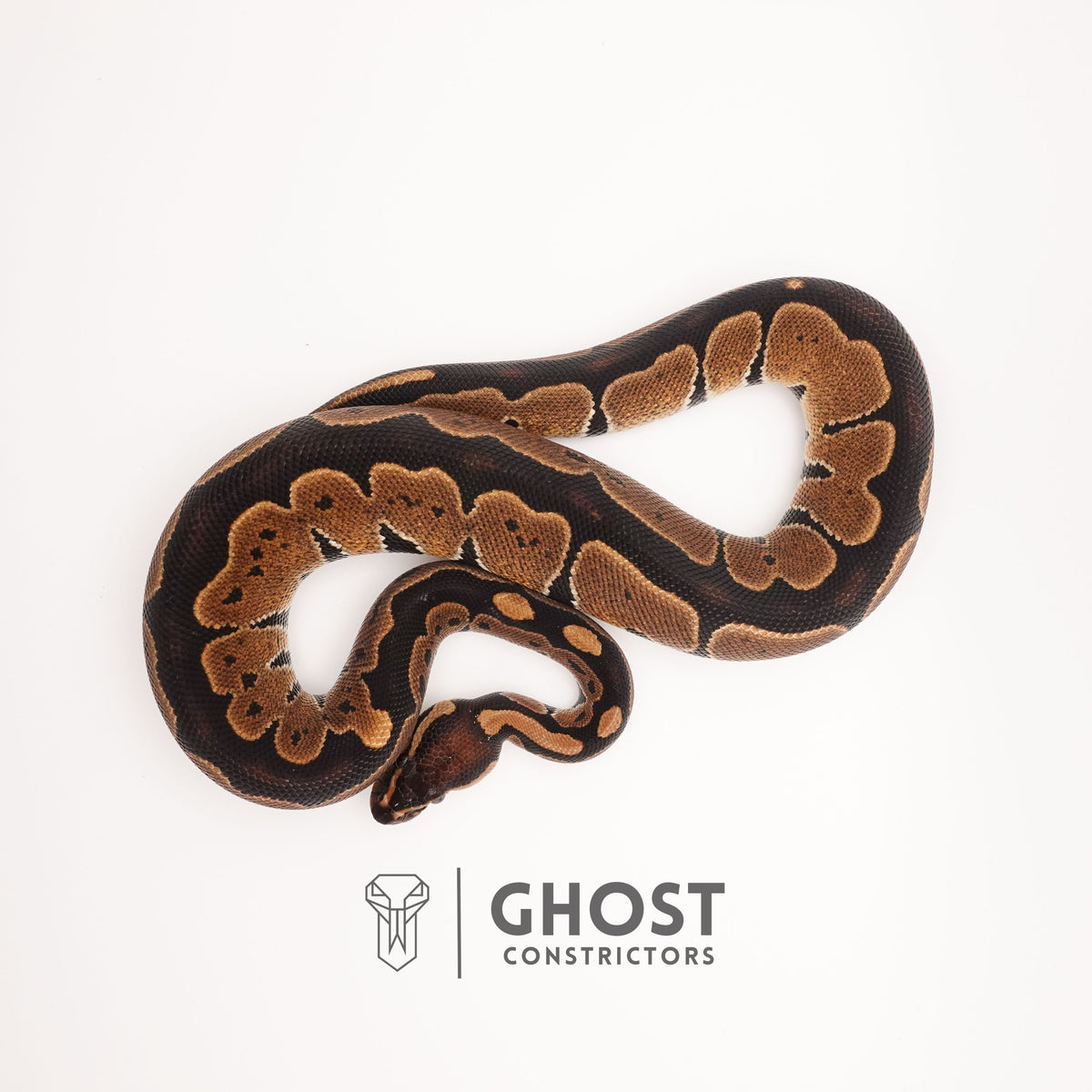 Blackhead Disco Het Ultramel — Female, 2024 hatch, captive-bred by Ghost Constrictors