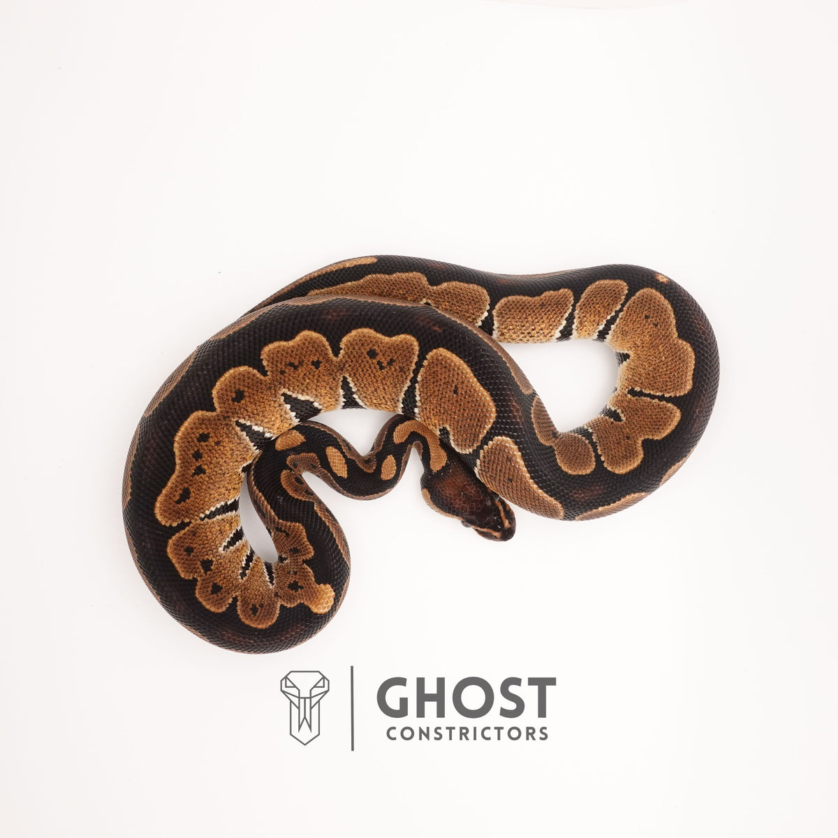 Blackhead Disco Het Ultramel — Female, 2024 hatch, captive-bred by Ghost Constrictors