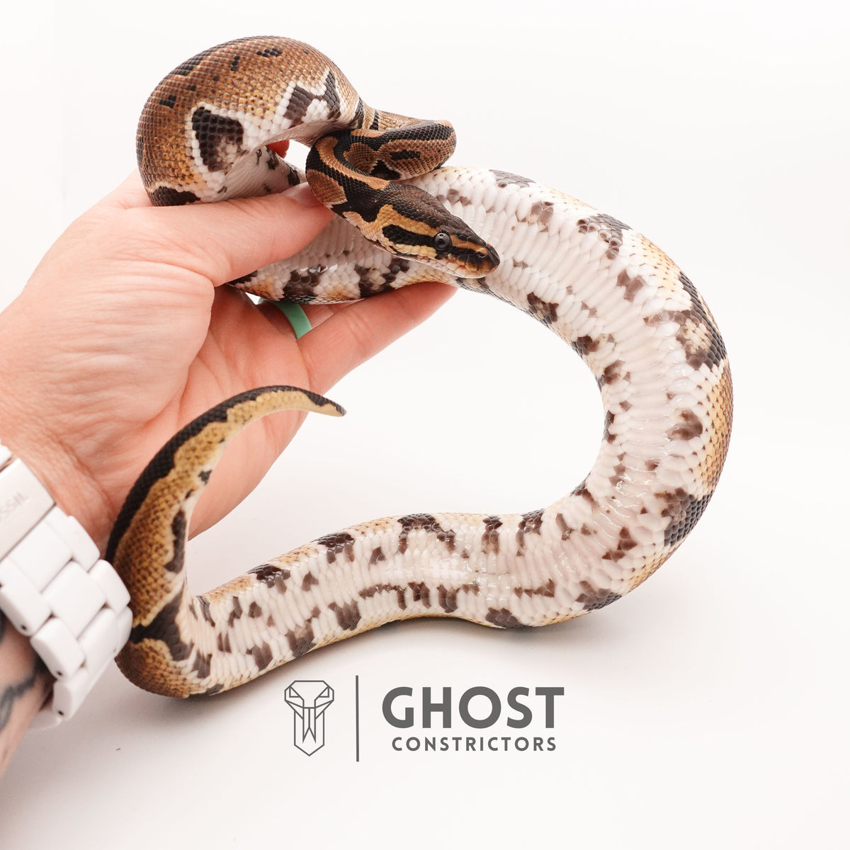 Blackhead Disco Het Ultramel — Female, 2024 hatch, captive-bred by Ghost Constrictors