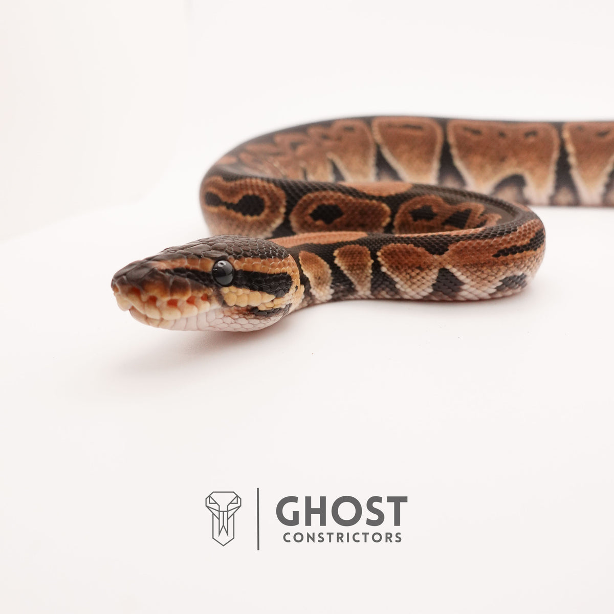 Disco Het Ultramel — Female, 2024 hatch, captive-bred by Ghost Constrictors