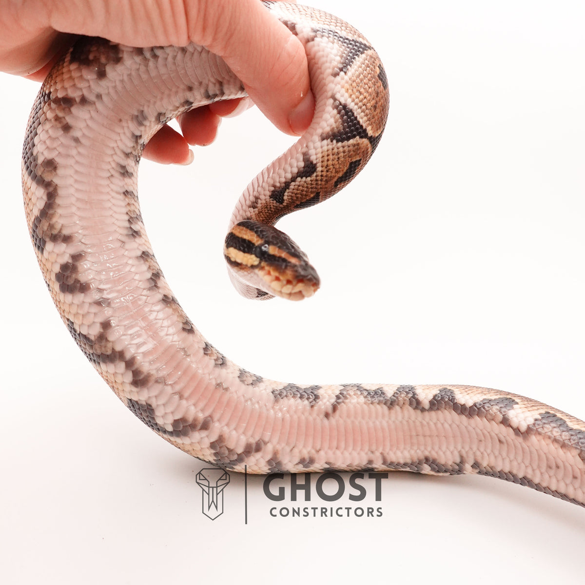 Disco Het Ultramel — Female, 2024 hatch, captive-bred by Ghost Constrictors