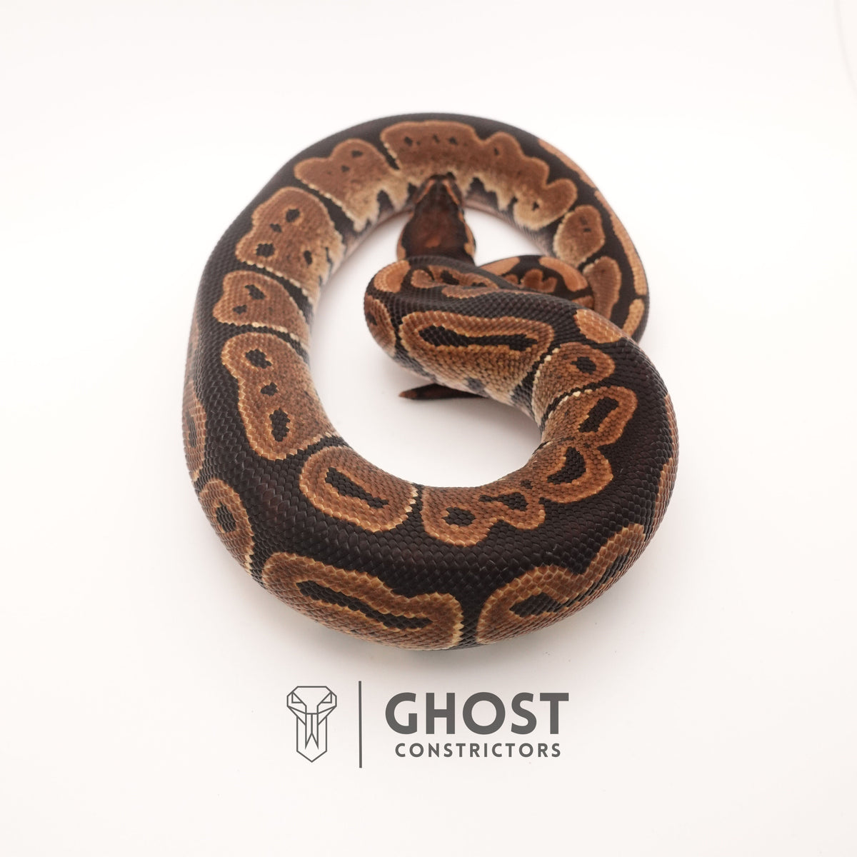 Disco Het Ultramel — Female, 2024 hatch, captive-bred by Ghost Constrictors