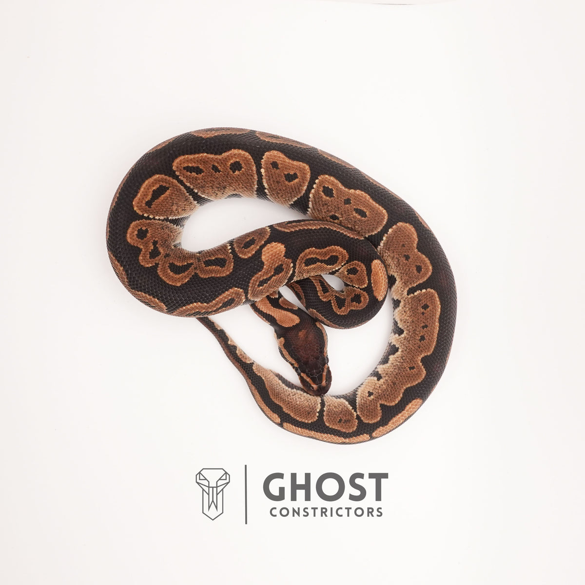 Disco Het Ultramel — Female, 2024 hatch, captive-bred by Ghost Constrictors