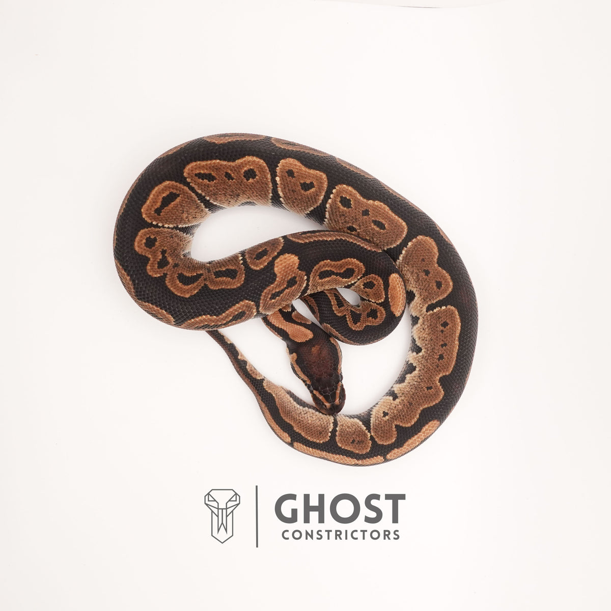 Disco Het Ultramel — Female, 2024 hatch, captive-bred by Ghost Constrictors