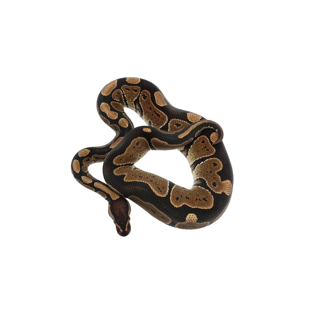 Het Ultramel Ball Python