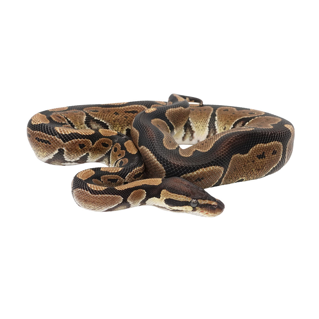 Het Ultramel Ball Python
