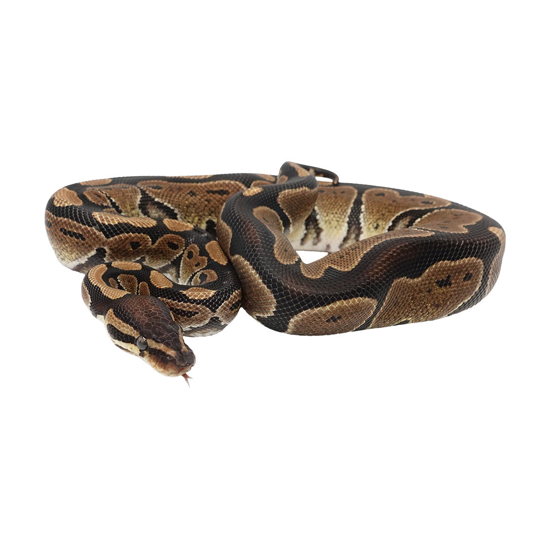 Het Ultramel Ball Python