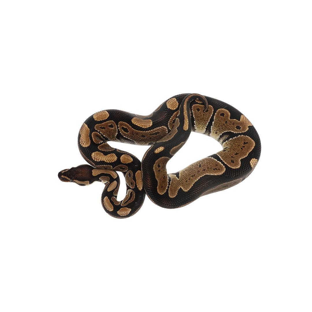 Het Ultramel Ball Python