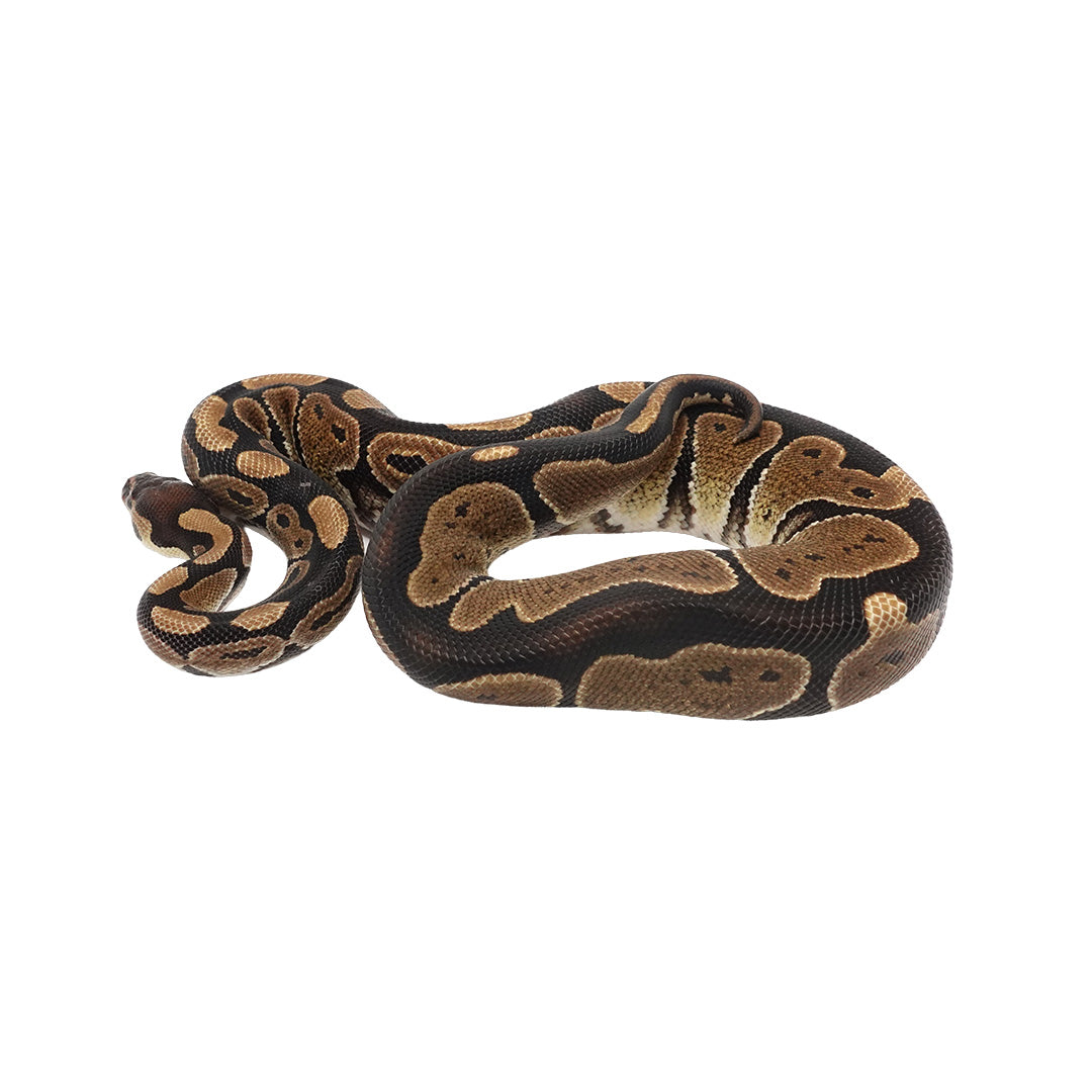 Het Ultramel Ball Python
