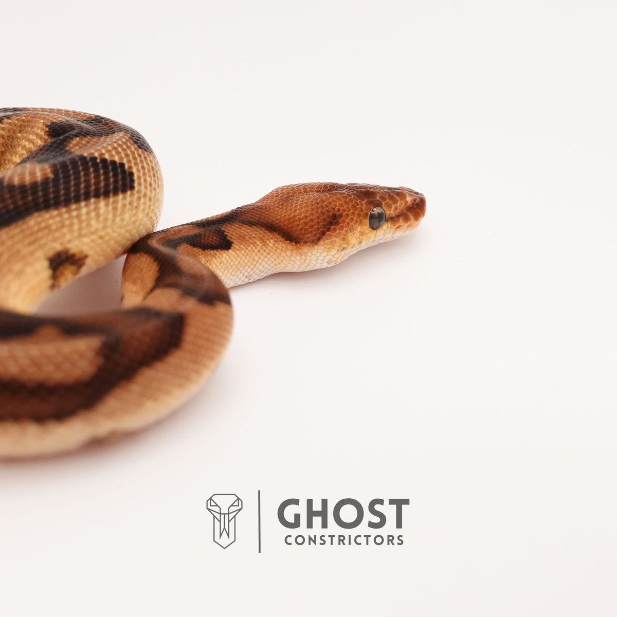 Clown G-Stripe — Male, 2024 hatch, captive-bred by Ghost Constrictors
