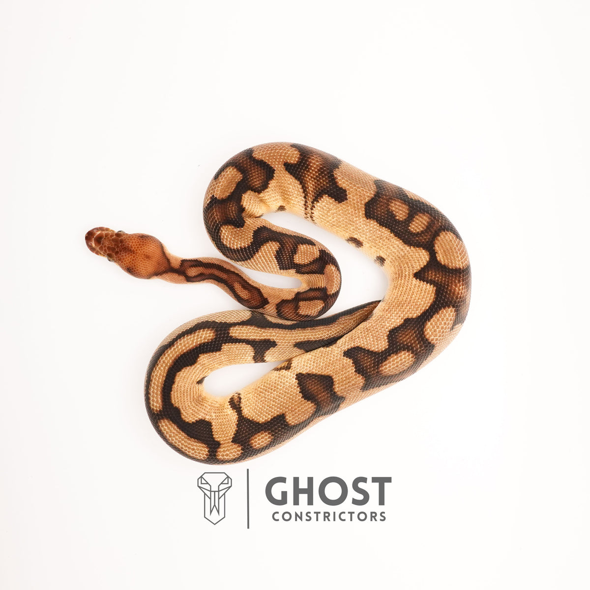 Clown G-Stripe — Male, 2024 hatch, captive-bred by Ghost Constrictors