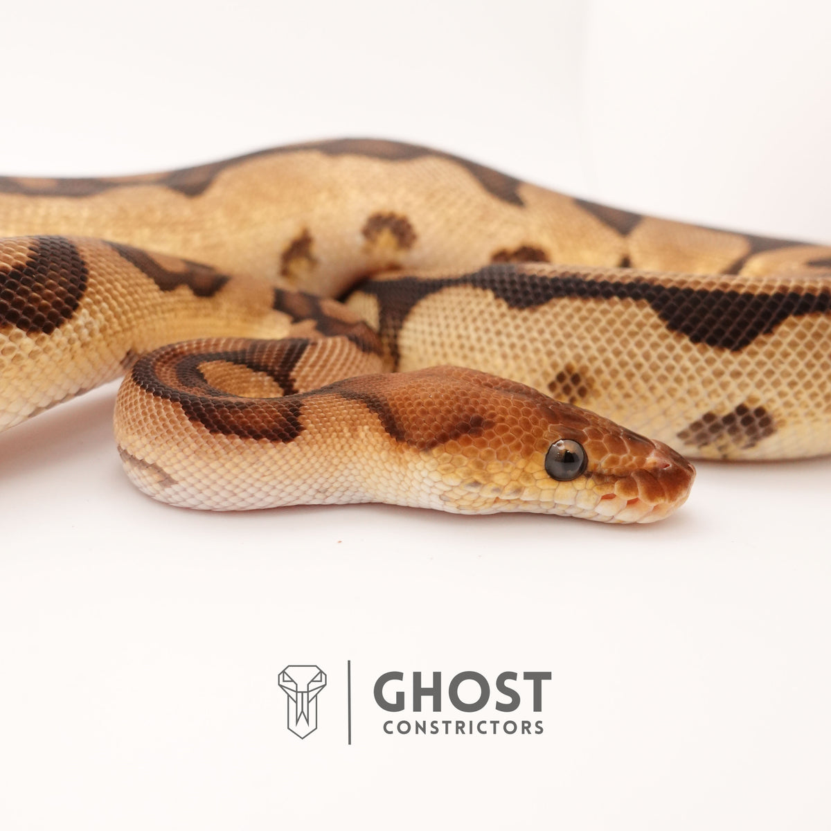 Clown G-Stripe — Male, 2024 hatch, captive-bred by Ghost Constrictors