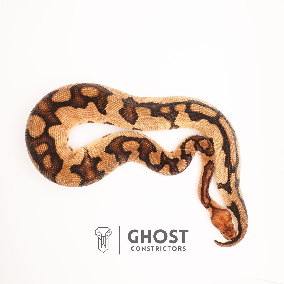 Clown G-Stripe — Male, 2024 hatch, captive-bred by Ghost Constrictors