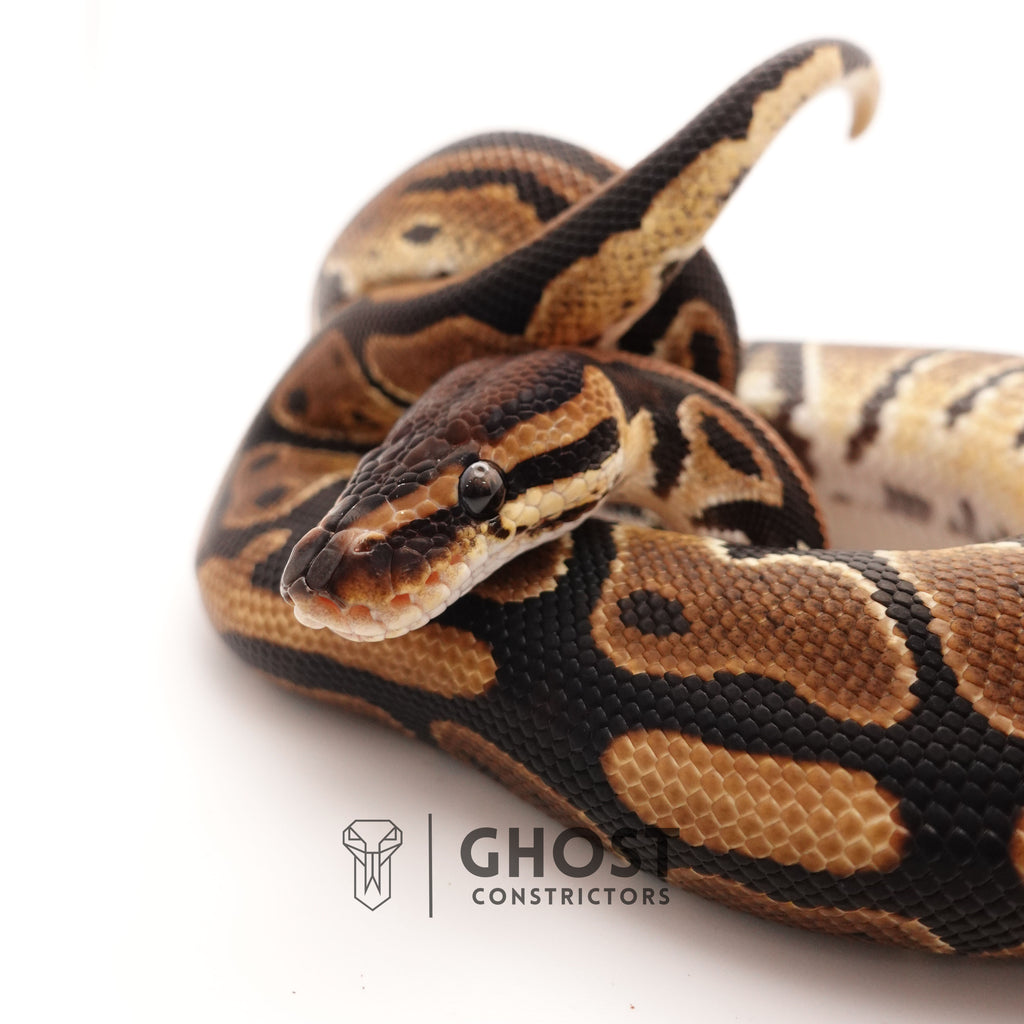YB Het G-Stripe 66% Het Clown — Male, 2024 hatch, captive-bred by Ghost Constrictors