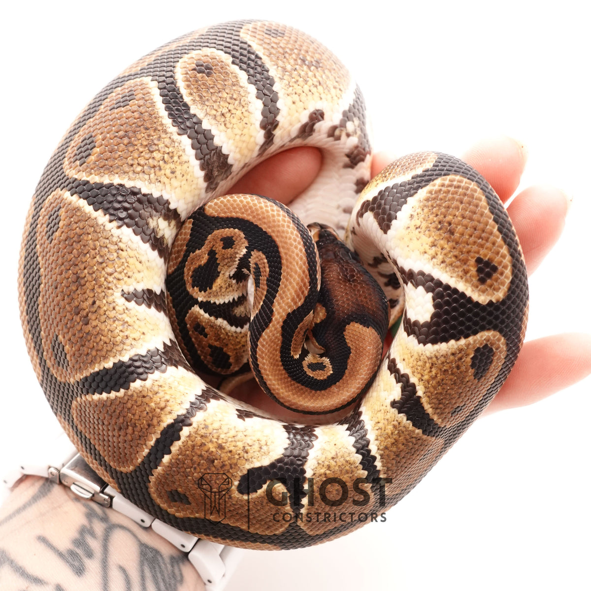 YB Het G-Stripe 66% Het Clown — Male, 2024 hatch, captive-bred by Ghost Constrictors