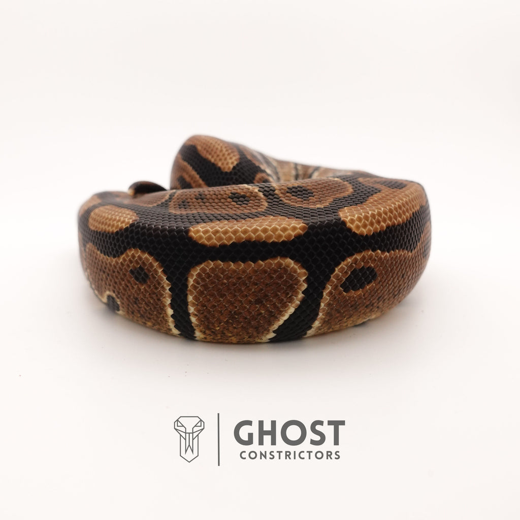 YB Het G-Stripe 66% Het Clown — Male, 2024 hatch, captive-bred by Ghost Constrictors