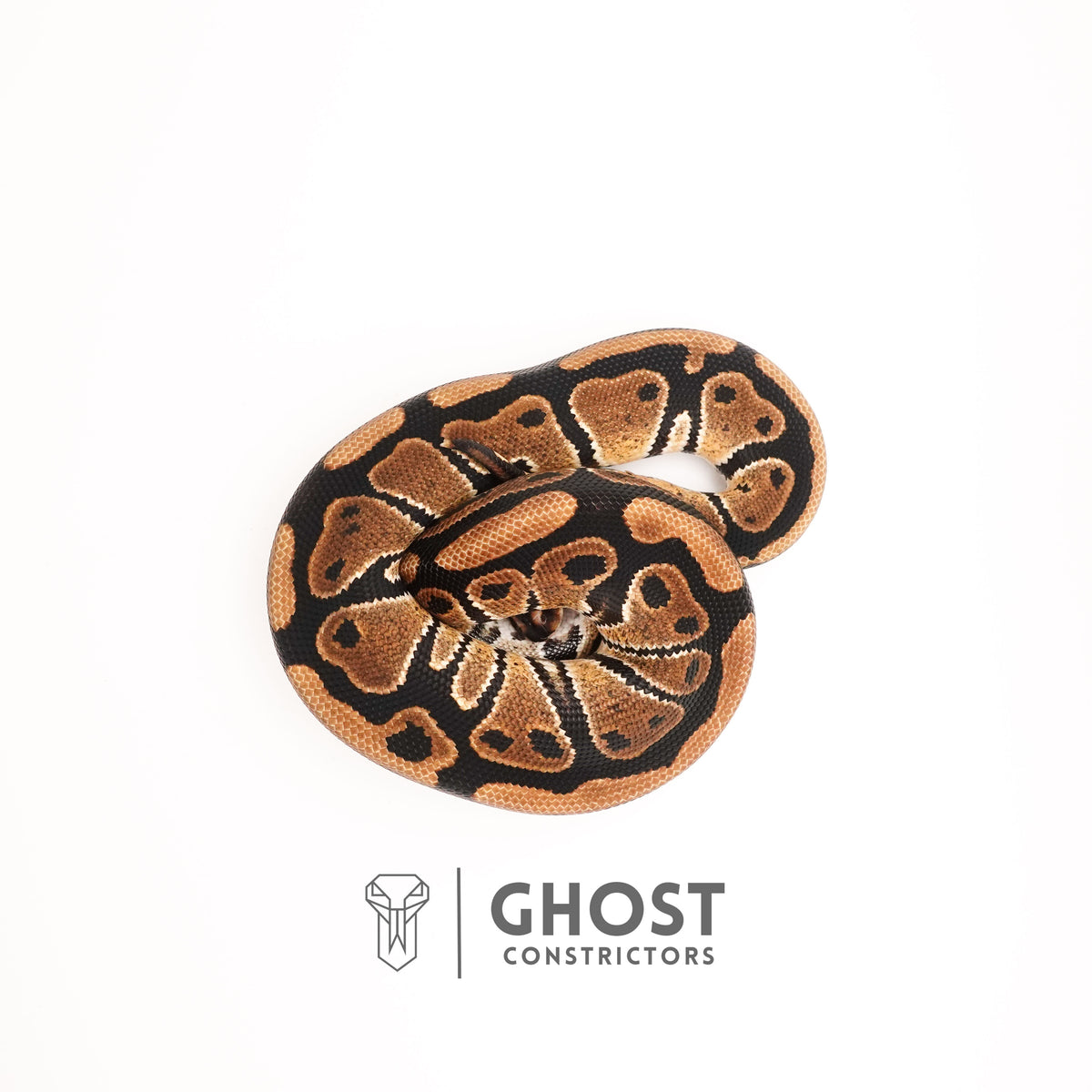 YB Het G-Stripe 66% Het Clown — Male, 2024 hatch, captive-bred by Ghost Constrictors