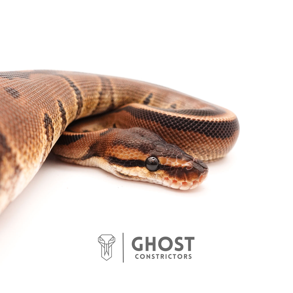 Possible Yellow Belly G-Stripe 66% Het Clown Ball Python — Male, 2024 hatch, captive-bred by Ghost Constrictors