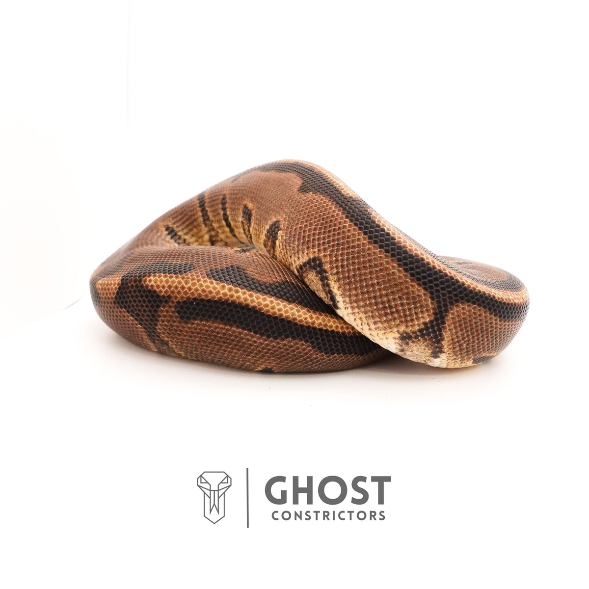 Possible Yellow Belly G-Stripe 66% Het Clown Ball Python — Male, 2024 hatch, captive-bred by Ghost Constrictors