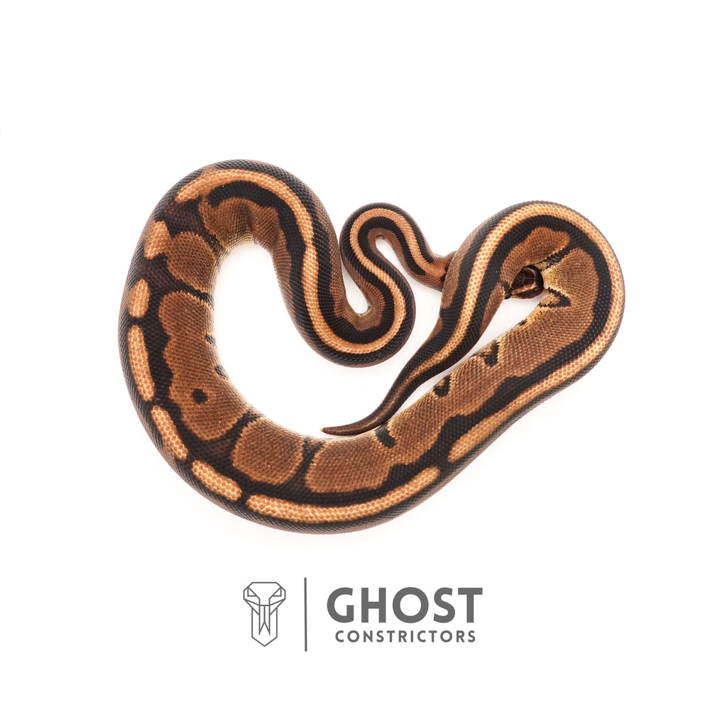 Possible Yellow Belly G-Stripe 66% Het Clown Ball Python — Male, 2024 hatch, captive-bred by Ghost Constrictors