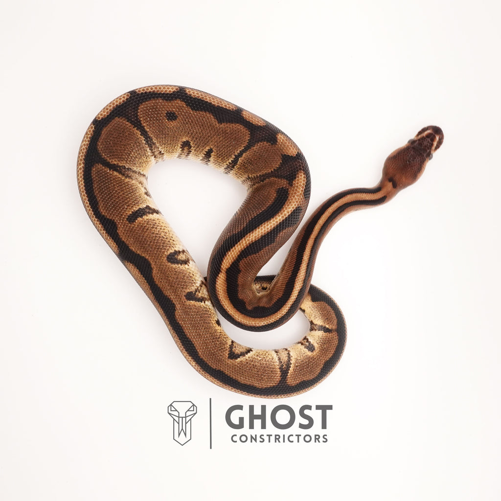 Possible Yellow Belly G-Stripe 66% Het Clown Ball Python — Male, 2024 hatch, captive-bred by Ghost Constrictors