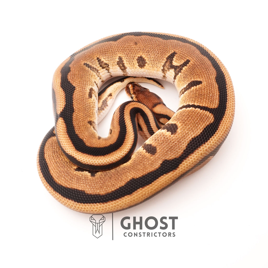 (YB) G-Stripe 66% Het Clown — Male, 2024 hatch, captive-bred by Ghost Constrictors