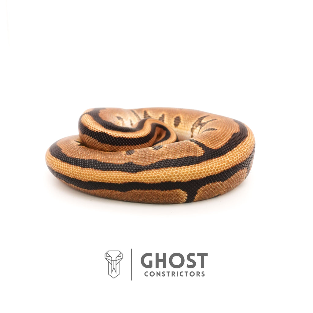 (YB) G-Stripe 66% Het Clown — Male, 2024 hatch, captive-bred by Ghost Constrictors