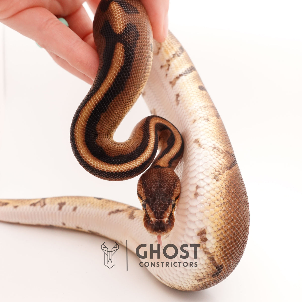 G-Stripe 66% Het Clown — Male, 2024 hatch, captive-bred by Ghost Constrictors