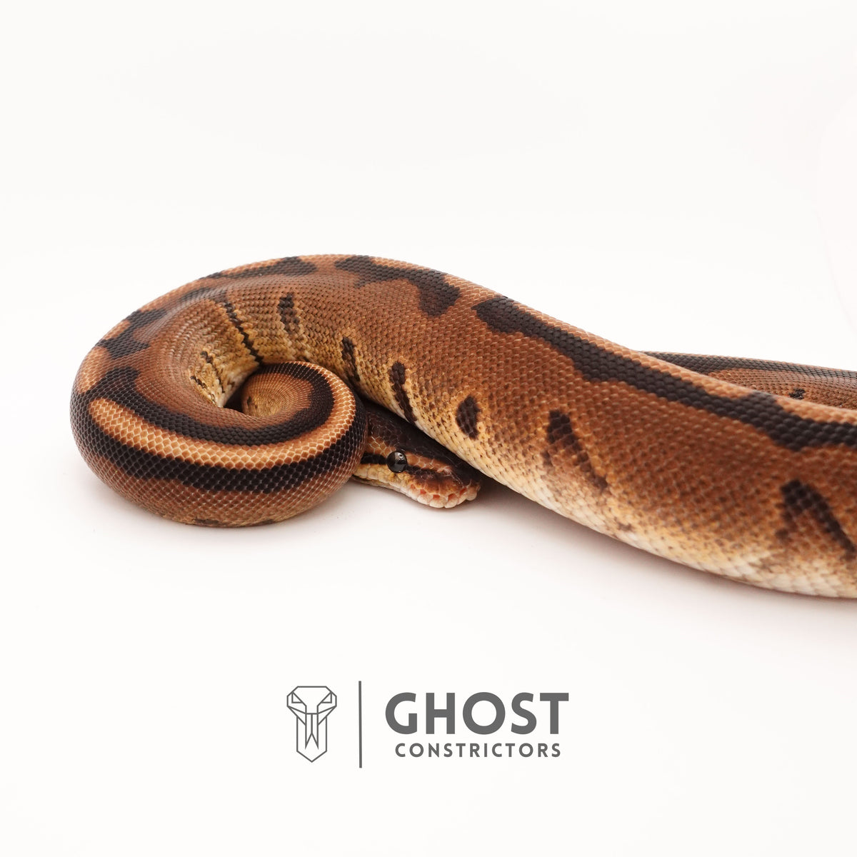 G-Stripe 66% Het Clown — Male, 2024 hatch, captive-bred by Ghost Constrictors