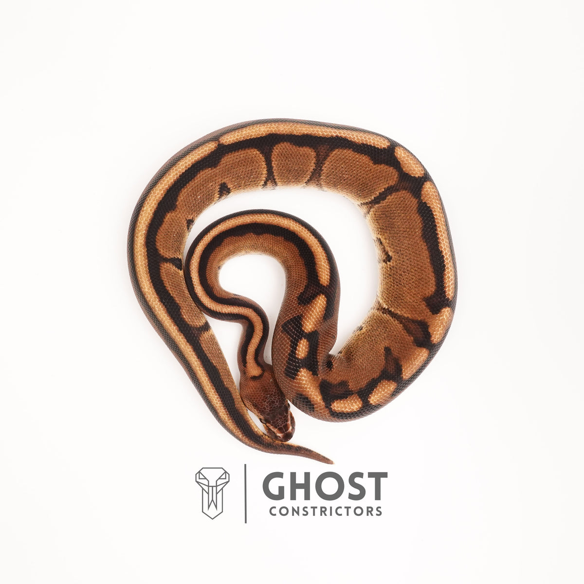 G-Stripe 66% Het Clown — Male, 2024 hatch, captive-bred by Ghost Constrictors