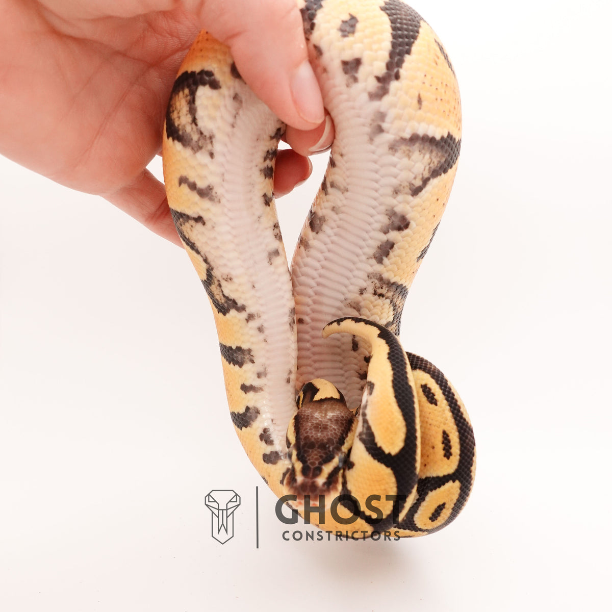 Yellow Belly Pastel Het G-Stripe 66% Het Clown Ball Python — Male, 2024 hatch, captive-bred by Ghost Constrictors