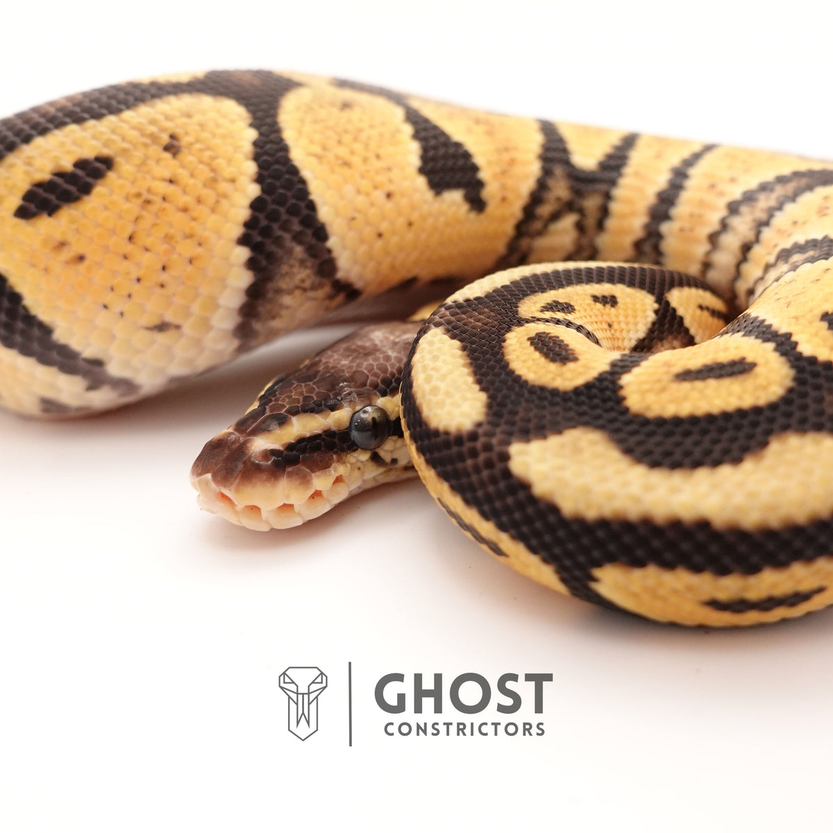 Yellow Belly Pastel Het G-Stripe 66% Het Clown Ball Python — Male, 2024 hatch, captive-bred by Ghost Constrictors