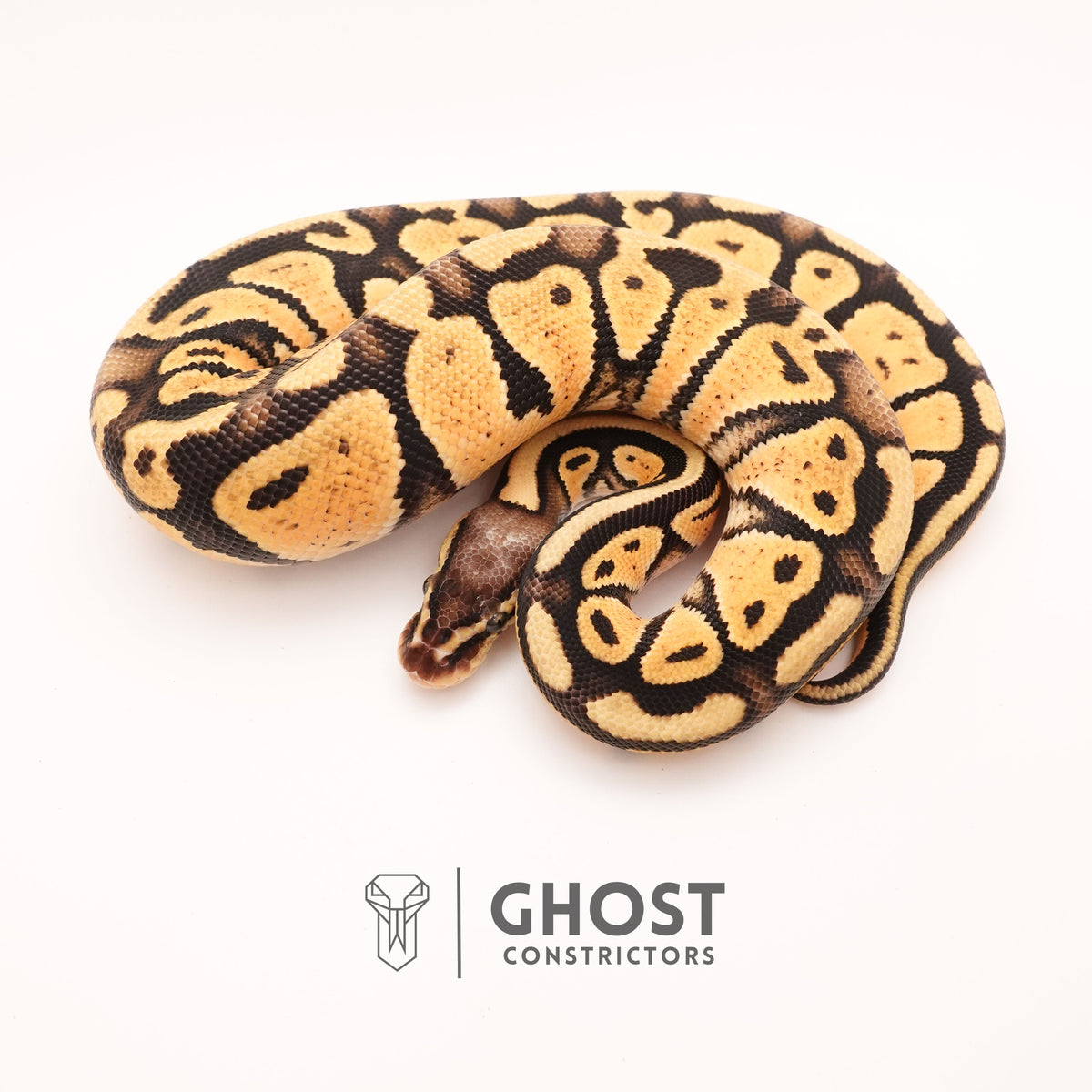 Yellow Belly Pastel Het G-Stripe 66% Het Clown Ball Python — Male, 2024 hatch, captive-bred by Ghost Constrictors