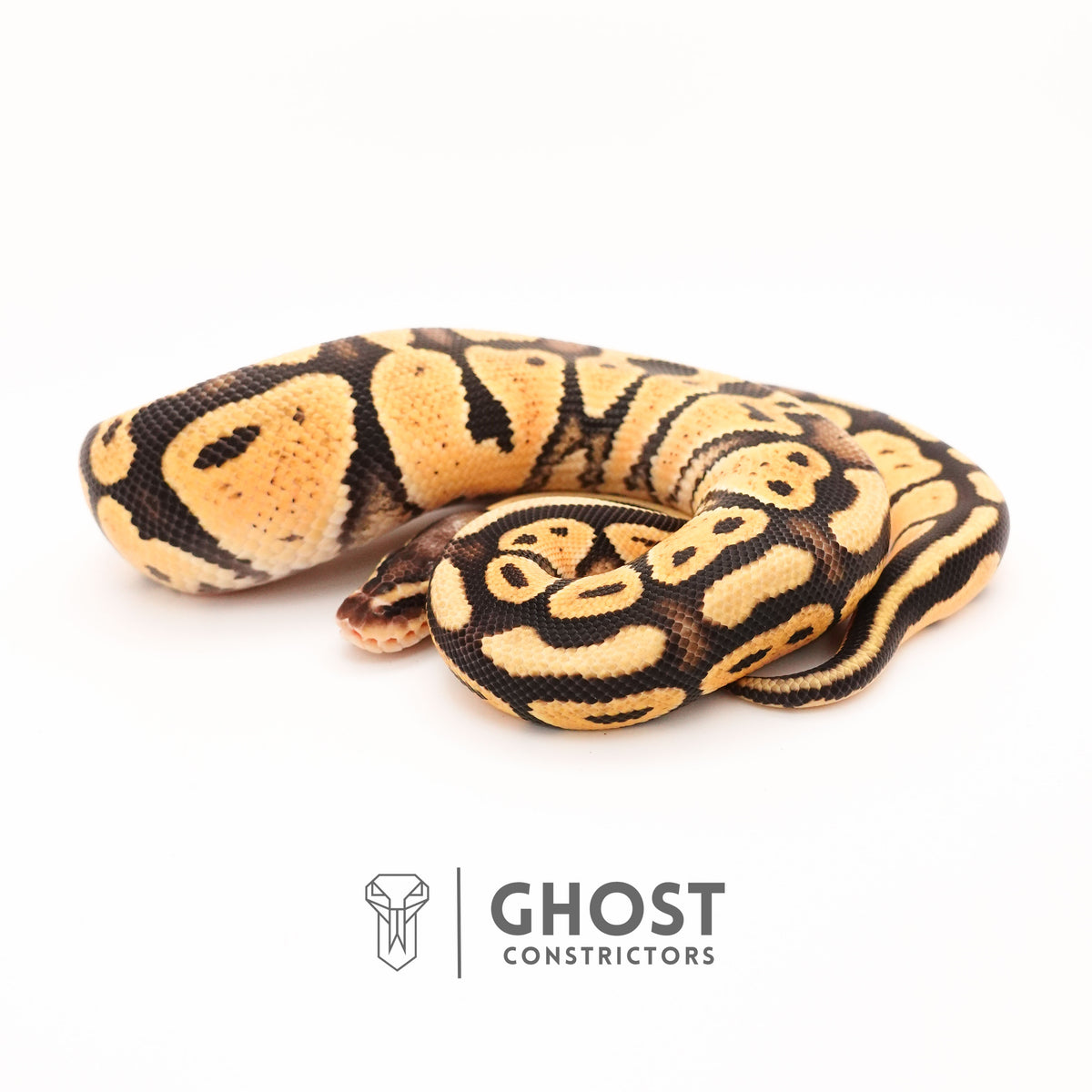 Yellow Belly Pastel Het G-Stripe 66% Het Clown Ball Python — Male, 2024 hatch, captive-bred by Ghost Constrictors
