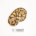 Yellow Belly Pastel Het G-Stripe 66% Het Clown Ball Python — Male, 2024 hatch, captive-bred by Ghost Constrictors