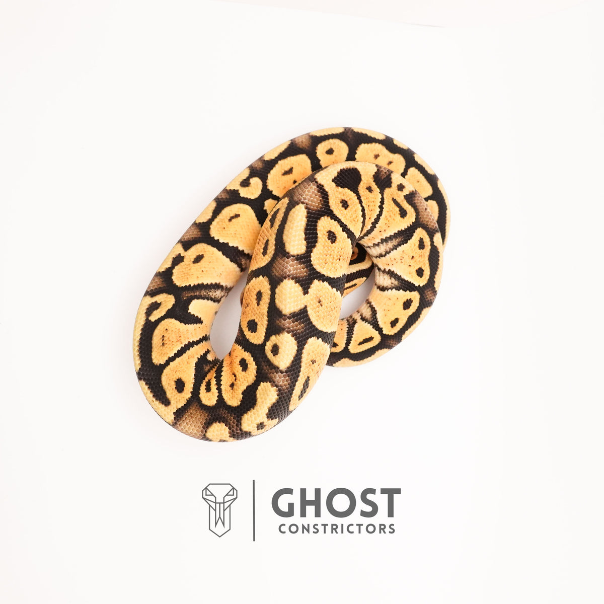 Yellow Belly Pastel Het G-Stripe 66% Het Clown Ball Python — Male, 2024 hatch, captive-bred by Ghost Constrictors