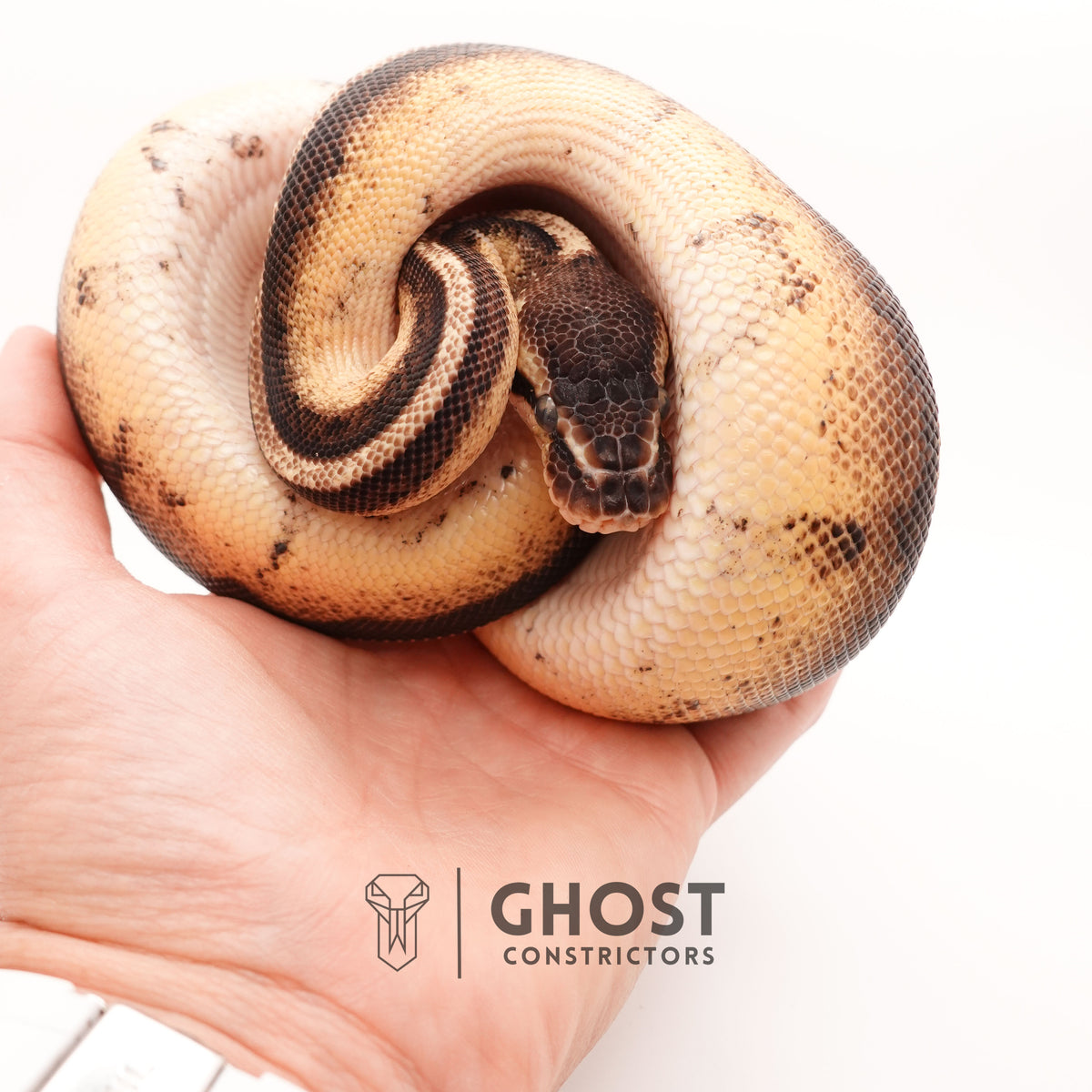 Firefly G-Stripe 66% Het Clown — Male, 2024 hatch, captive-bred by Ghost Constrictors