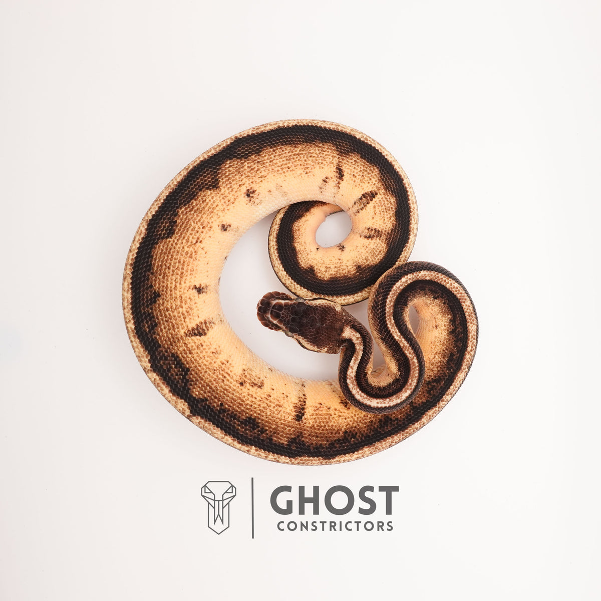 Firefly G-Stripe 66% Het Clown — Male, 2024 hatch, captive-bred by Ghost Constrictors