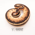 Firefly G-Stripe 66% Het Clown — Male, 2024 hatch, captive-bred by Ghost Constrictors