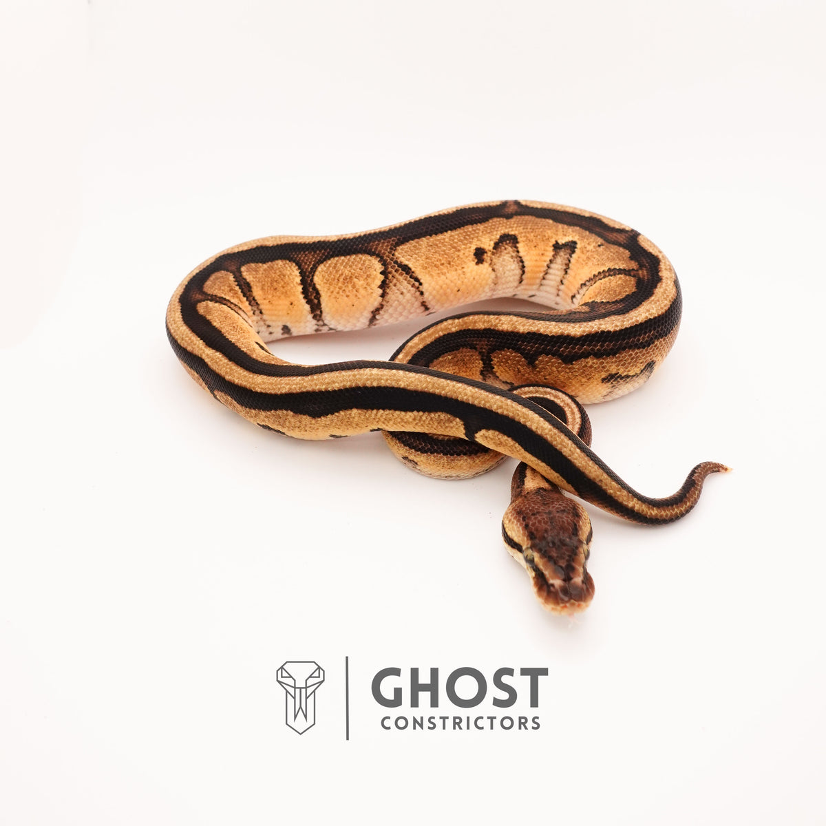 Pastel G-Stripe 66% Het Clown — Male, 2024 hatch, captive-bred by Ghost Constrictors