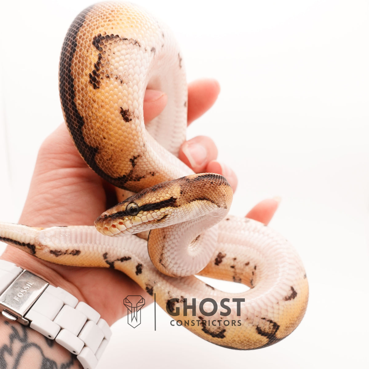 Pastel G-Stripe 66% Het Clown — Male, 2024 hatch, captive-bred by Ghost Constrictors