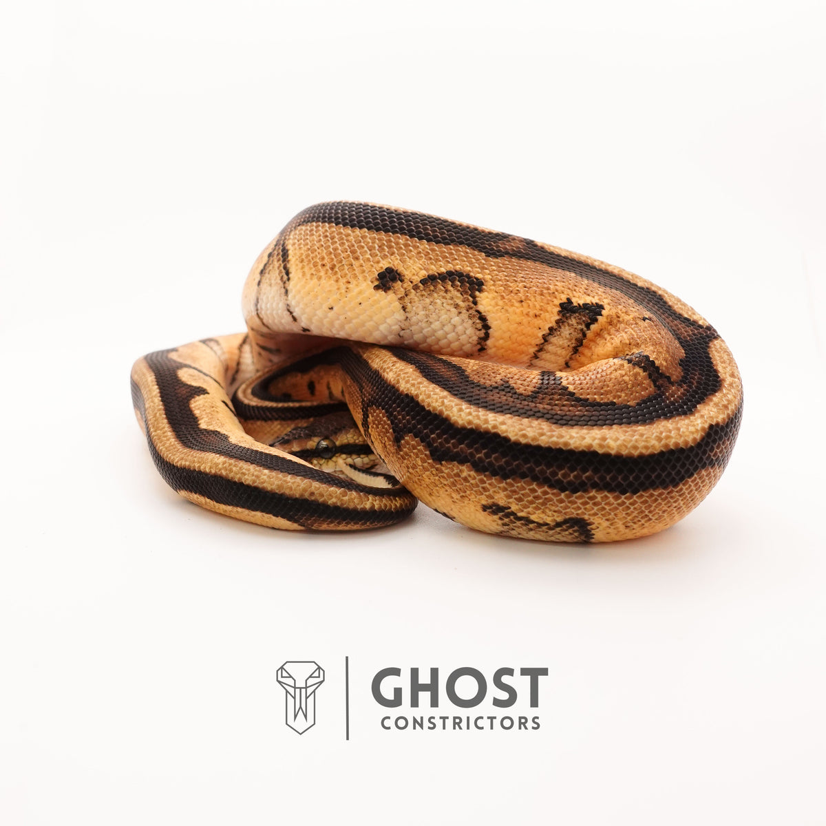 Pastel G-Stripe 66% Het Clown — Male, 2024 hatch, captive-bred by Ghost Constrictors