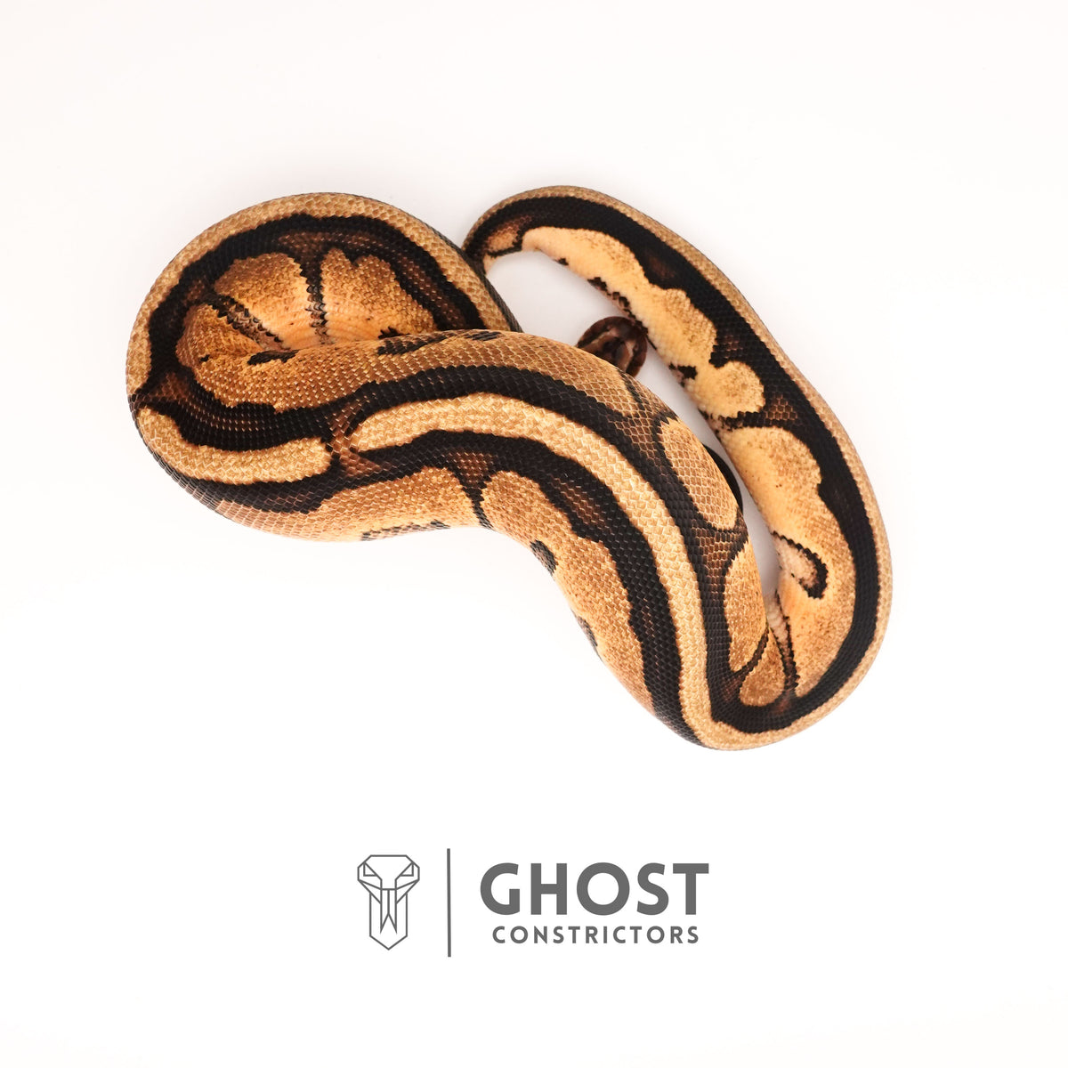 Pastel G-Stripe 66% Het Clown — Male, 2024 hatch, captive-bred by Ghost Constrictors