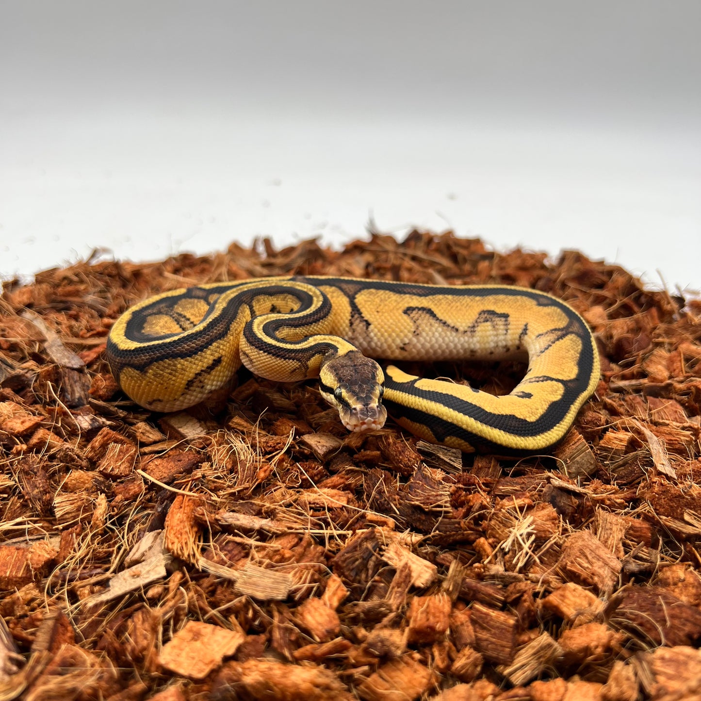 Genetic Stripe, 66% Het Clown, Pastel, Fire