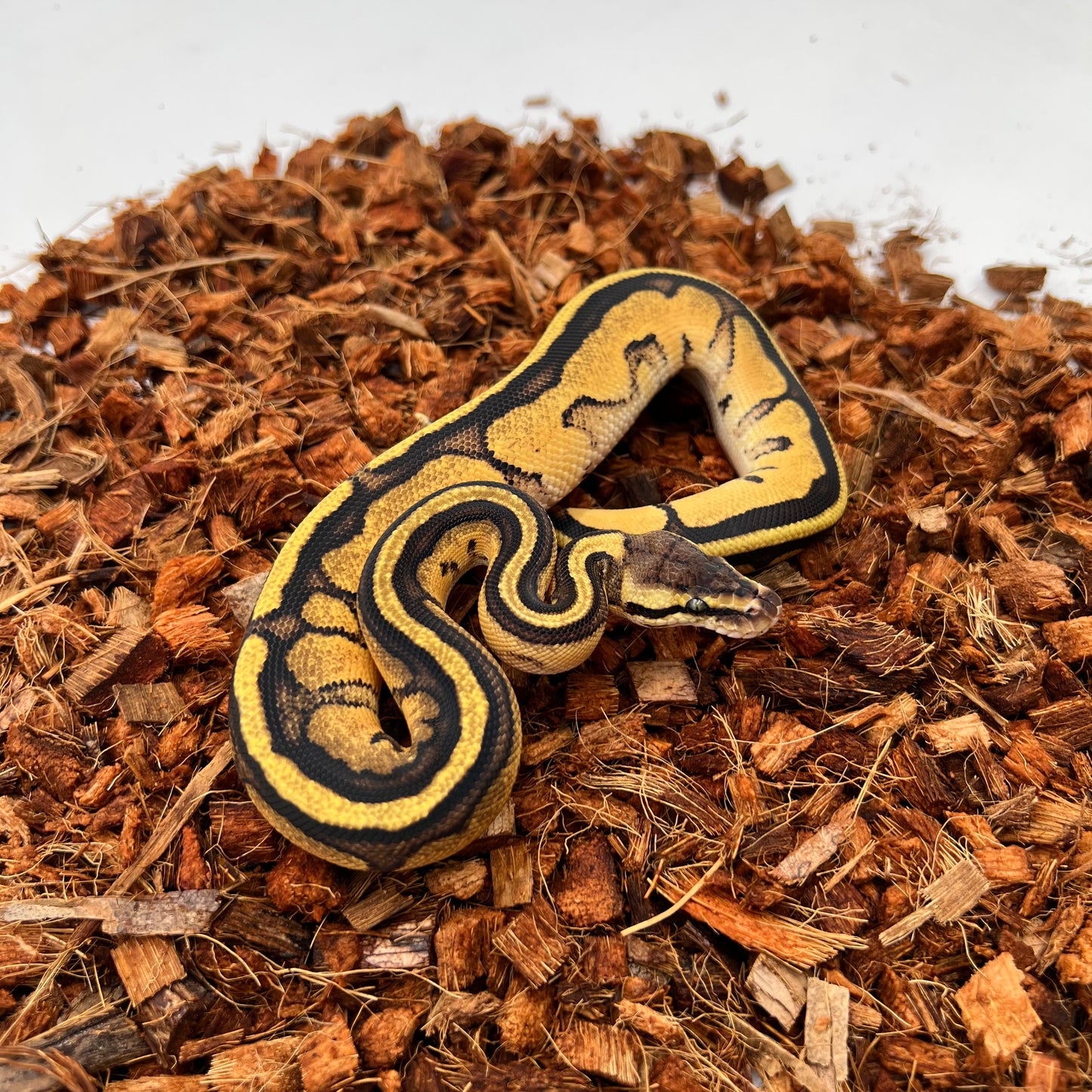 Genetic Stripe, 66% Het Clown, Pastel, Fire