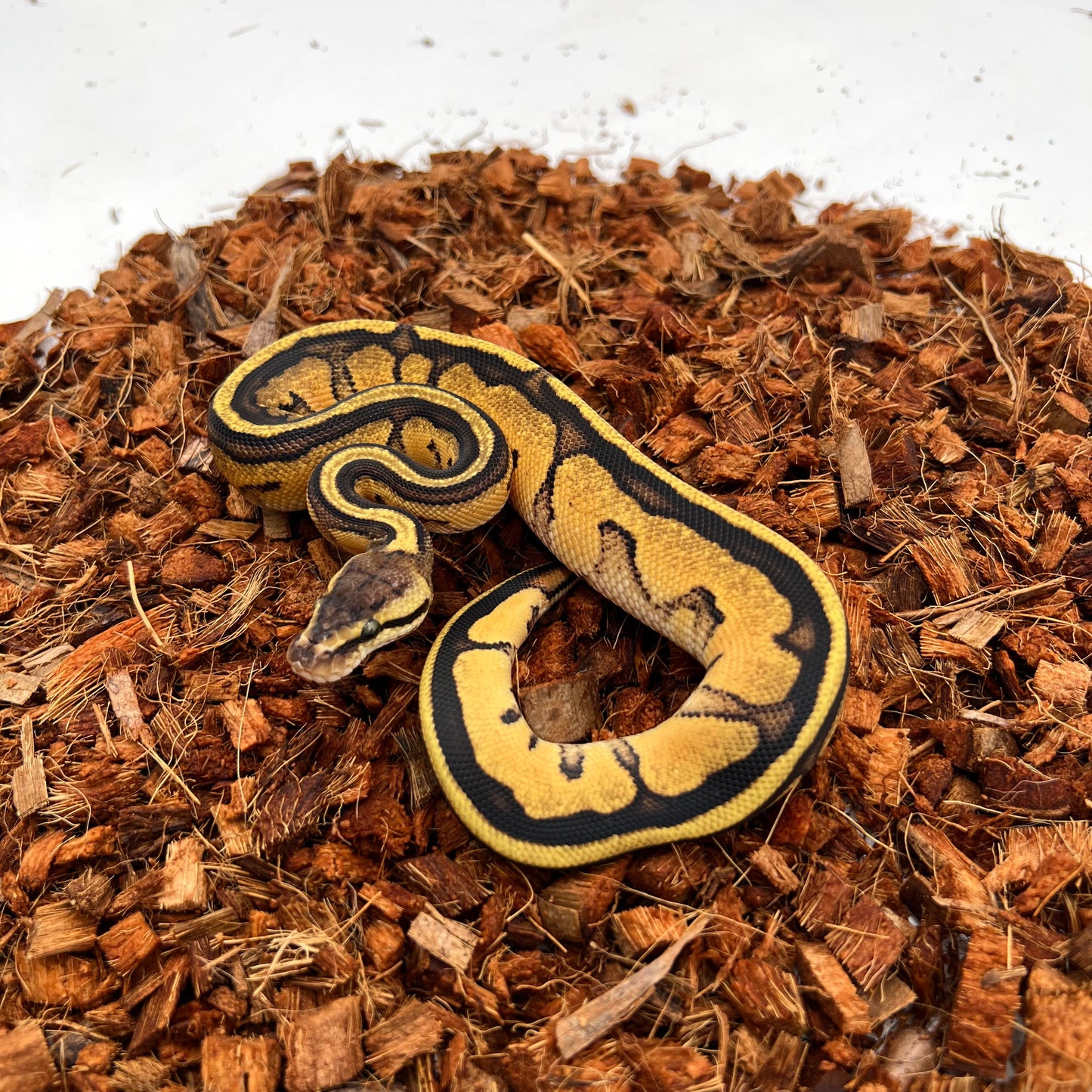 Genetic Stripe, 66% Het Clown, Pastel, Fire