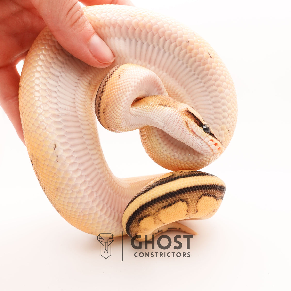 Firefly G-Stripe 66% Het Clown — Male, 2024 hatch, captive-bred by Ghost Constrictors